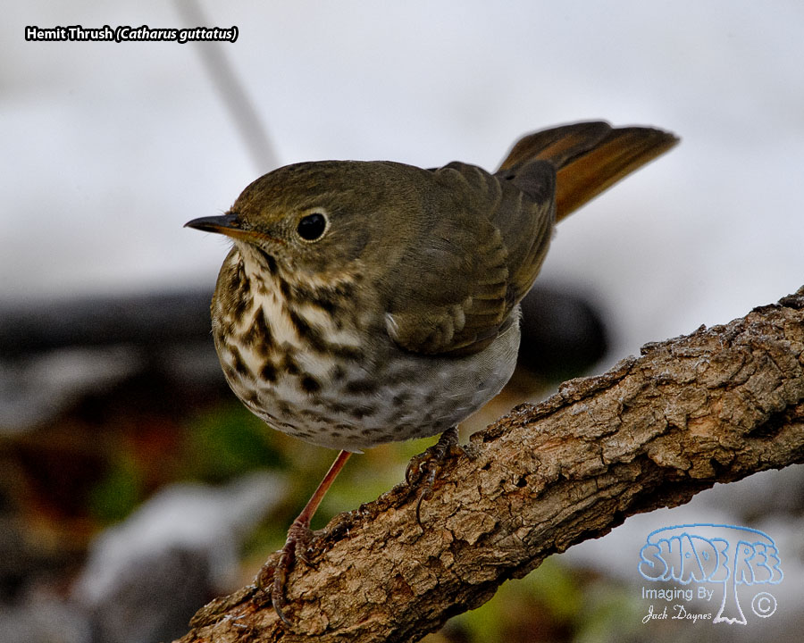 Hermit Thrush - Catharus guttatus