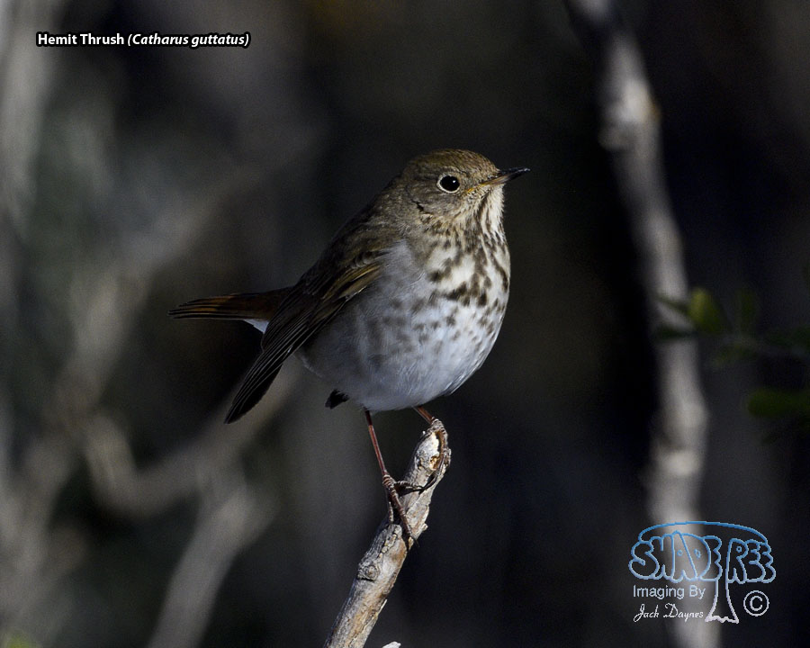 Hermit Thrush - Catharus guttatus
