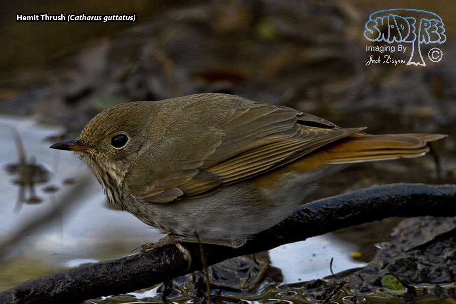 Hermit Thrush - Catharus guttatus