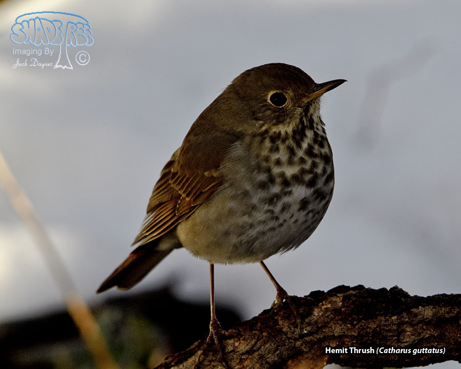 Hermit Thrush - Catharus guttatus