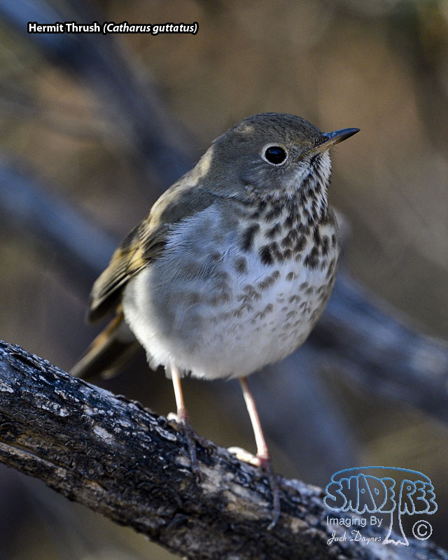 Hermit Thrush - Catharus guttatus