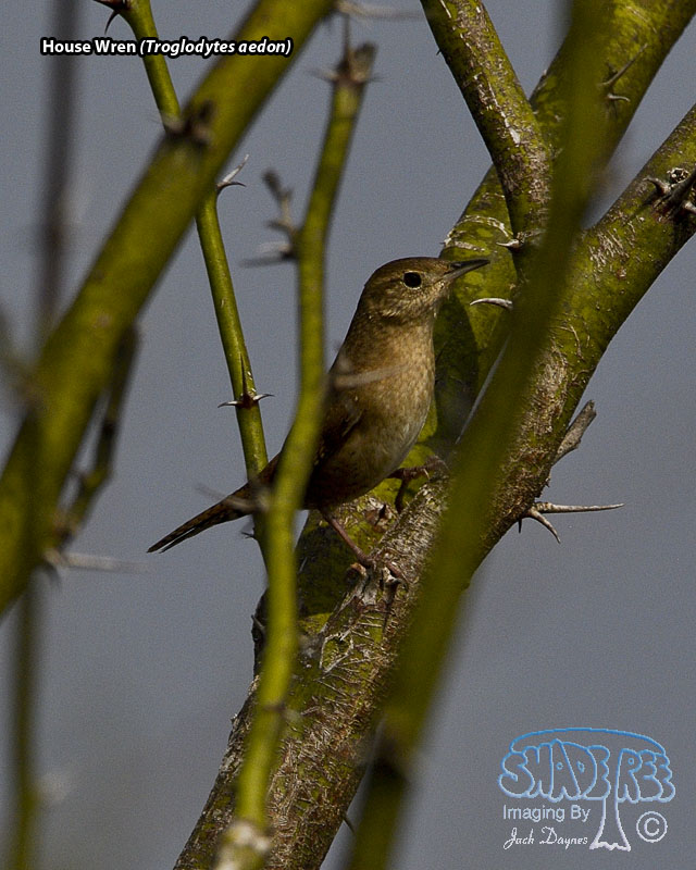House Wren - Troglodytes aedon