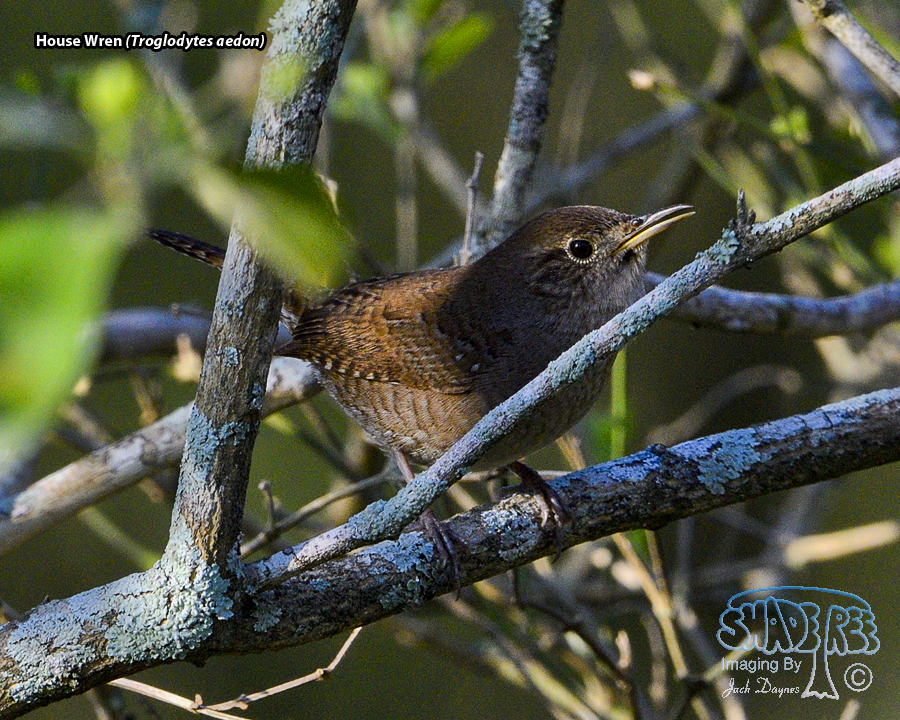 House Wren - Troglodytes aedon