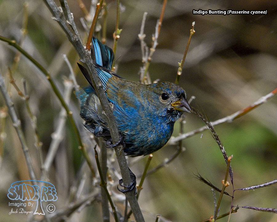 Indigo Bunting - Passerina cyanea