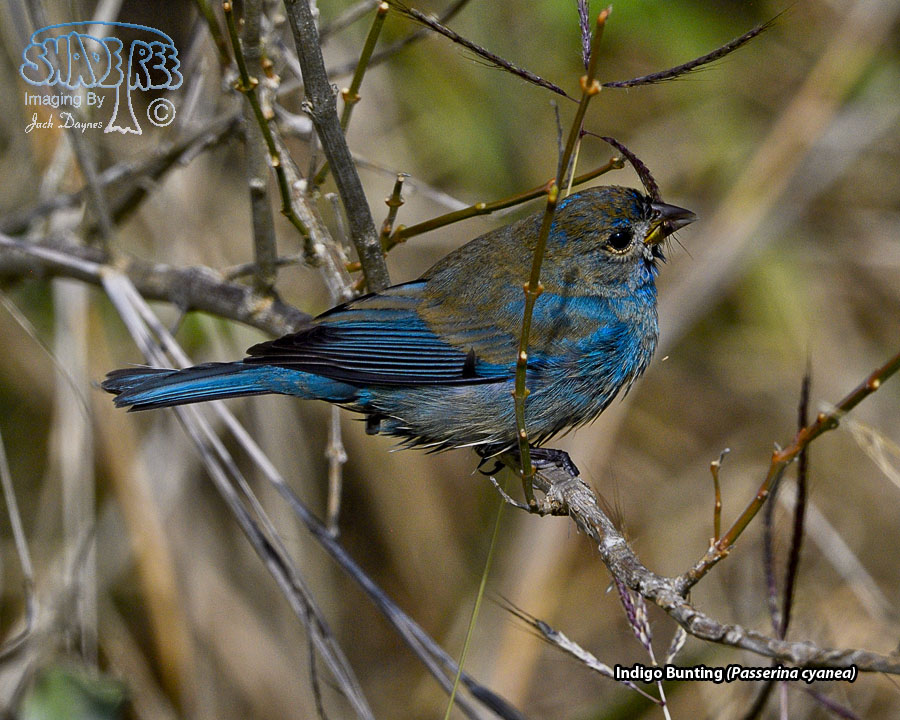 Indigo Bunting - Passerina cyanea
