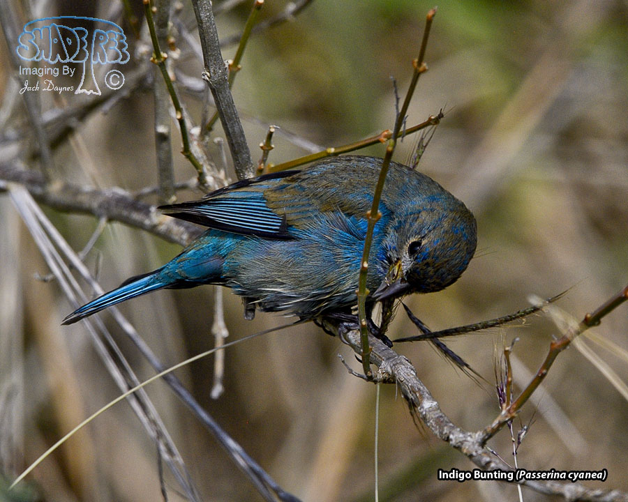 Indigo Bunting - Passerina cyanea