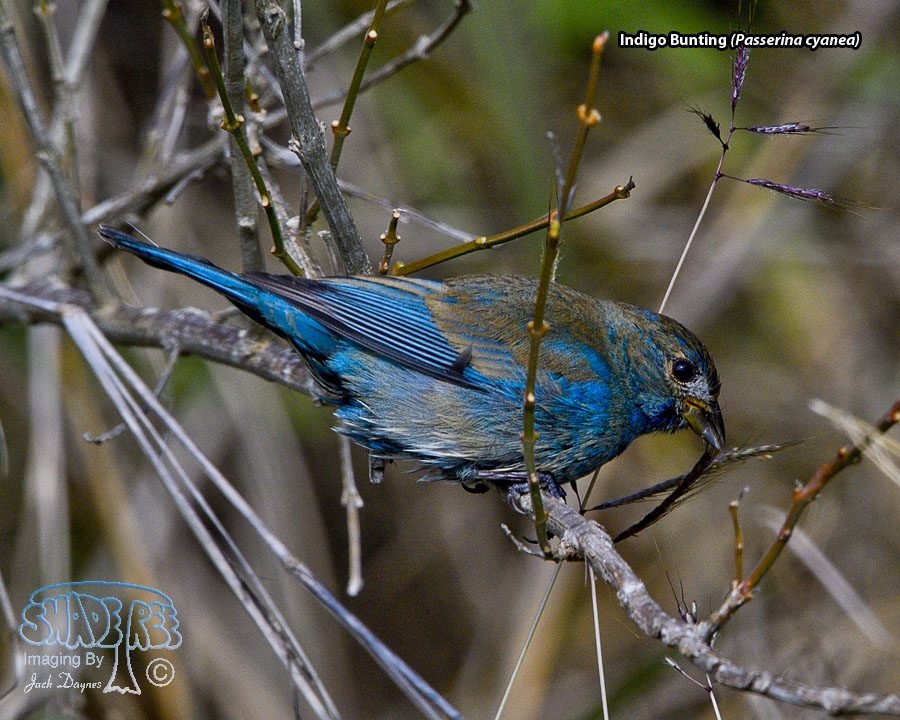 Indigo Bunting - Passerina cyanea