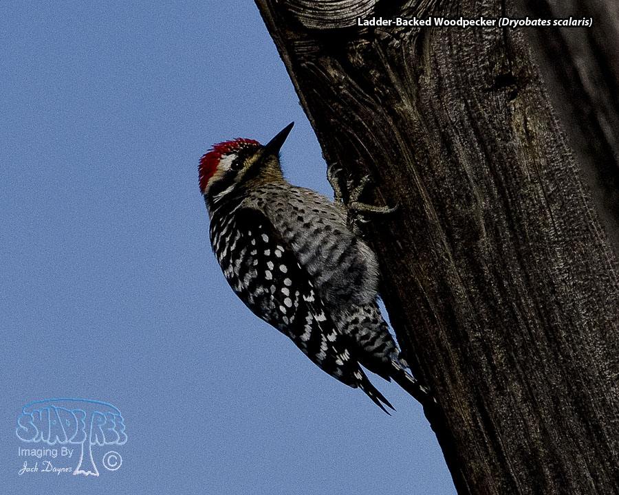 Ladder-Backed Woodpecker - Dryobates scalaris