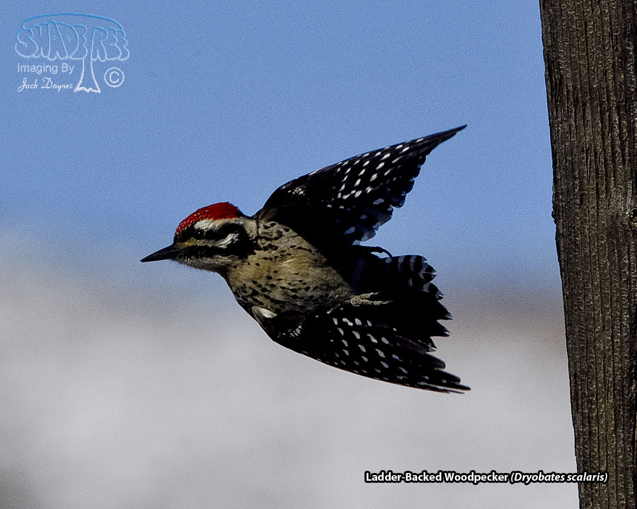 Ladder-Backed Woodpecker - Dryobates scalaris