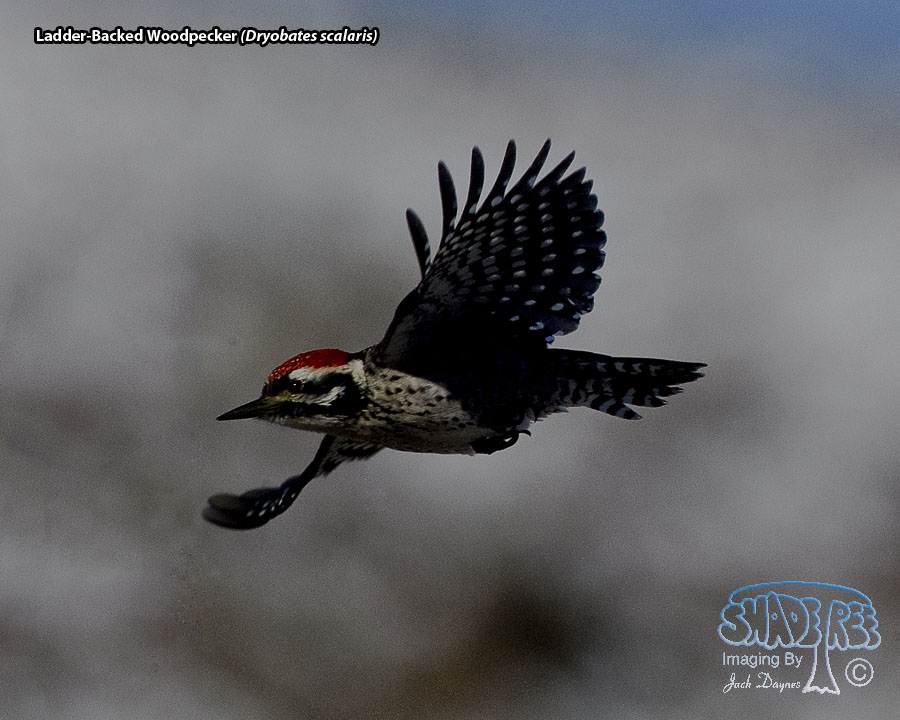 Ladder-Backed Woodpecker - Dryobates scalaris