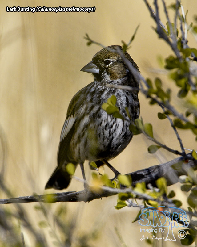 Lark Bunting - Calamospiza melanocorys