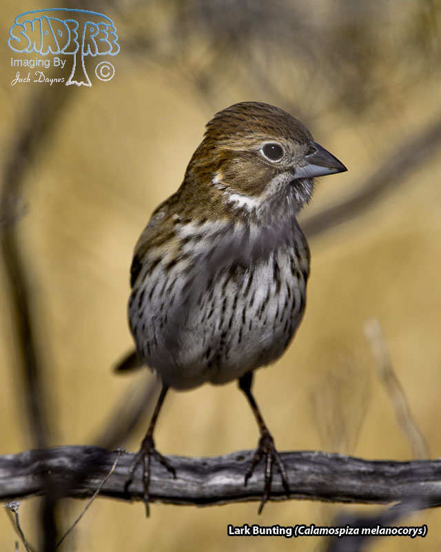 Lark Bunting - Calamospiza melanocorys