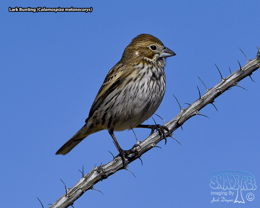 Lark Bunting - Calamospiza melanocorys