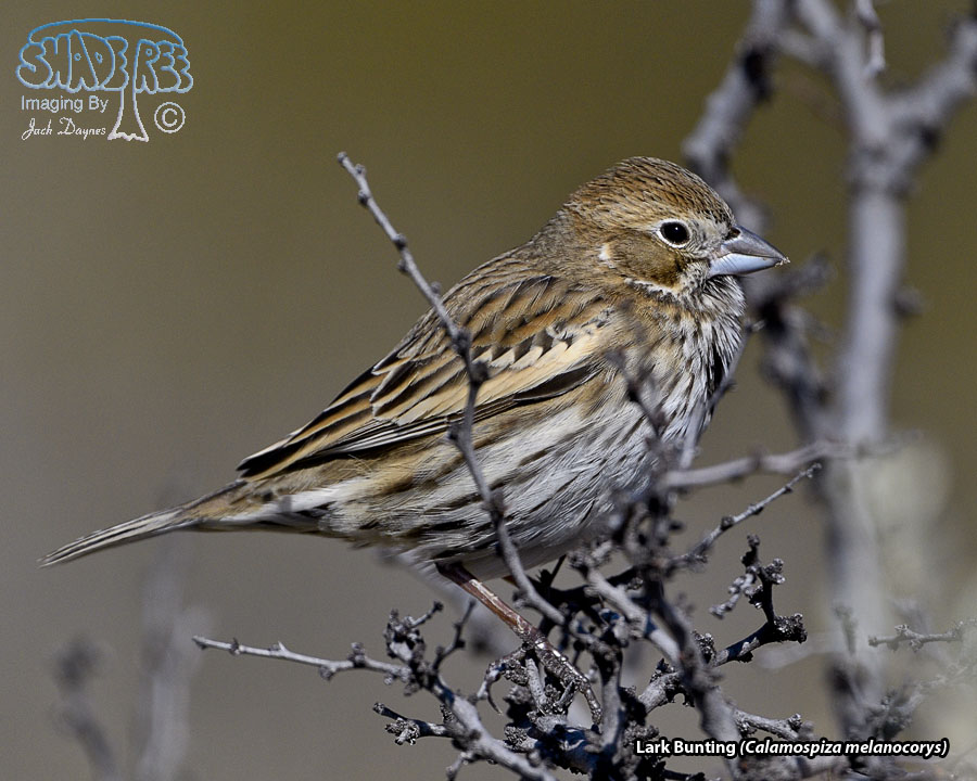 Lark Bunting - Calamospiza melanocorys