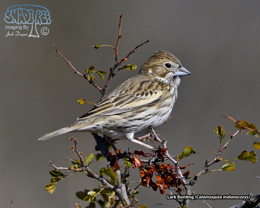 Lark Bunting - Calamospiza melanocorys