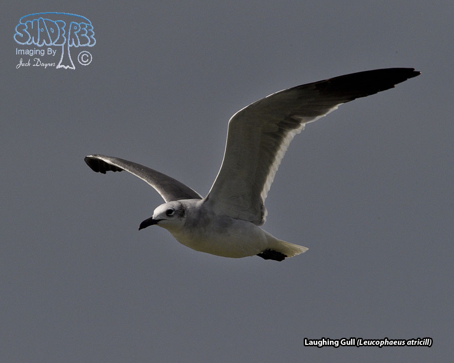 Laughing Gull - Leucophaeus atricill