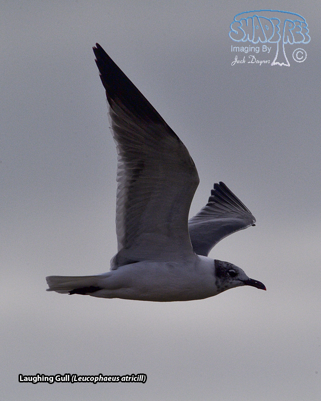 Laughing Gull - Leucophaeus atricilla