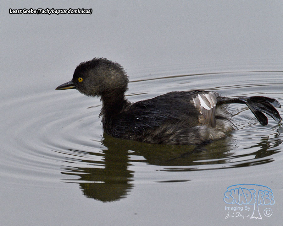 Least Grebe - Tachybaptus dominicus