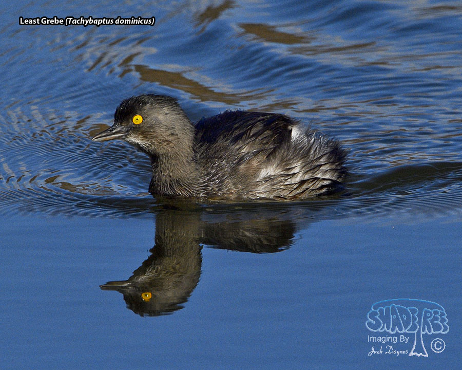 Least Grebe - Tachybaptus dominicus