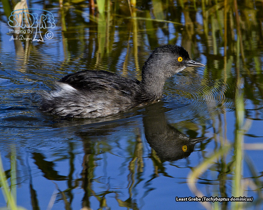 Least Grebe - Tachybaptus dominicus