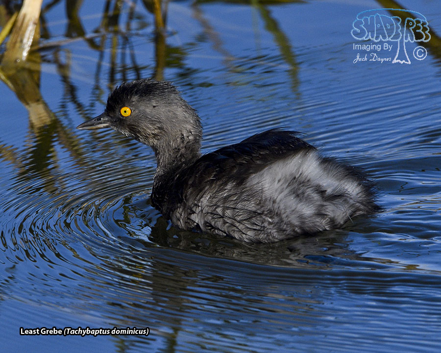 Least Grebe - Tachybaptus dominicus
