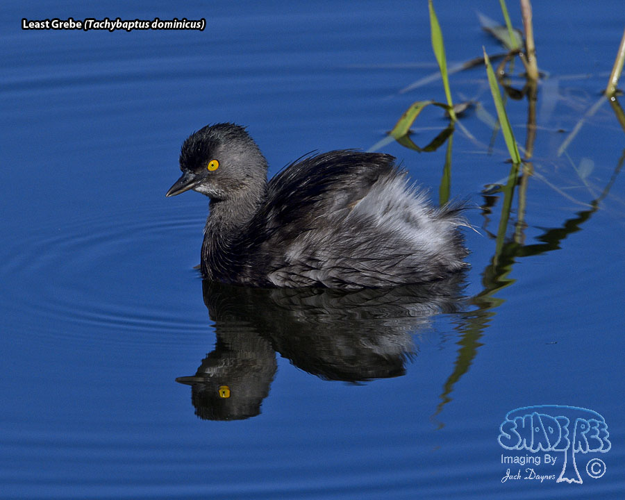 Least Grebe - Tachybaptus dominicus