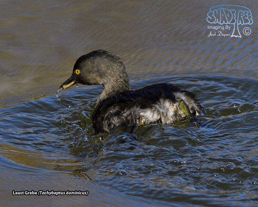 Least Grebe - Tachybaptus dominicus