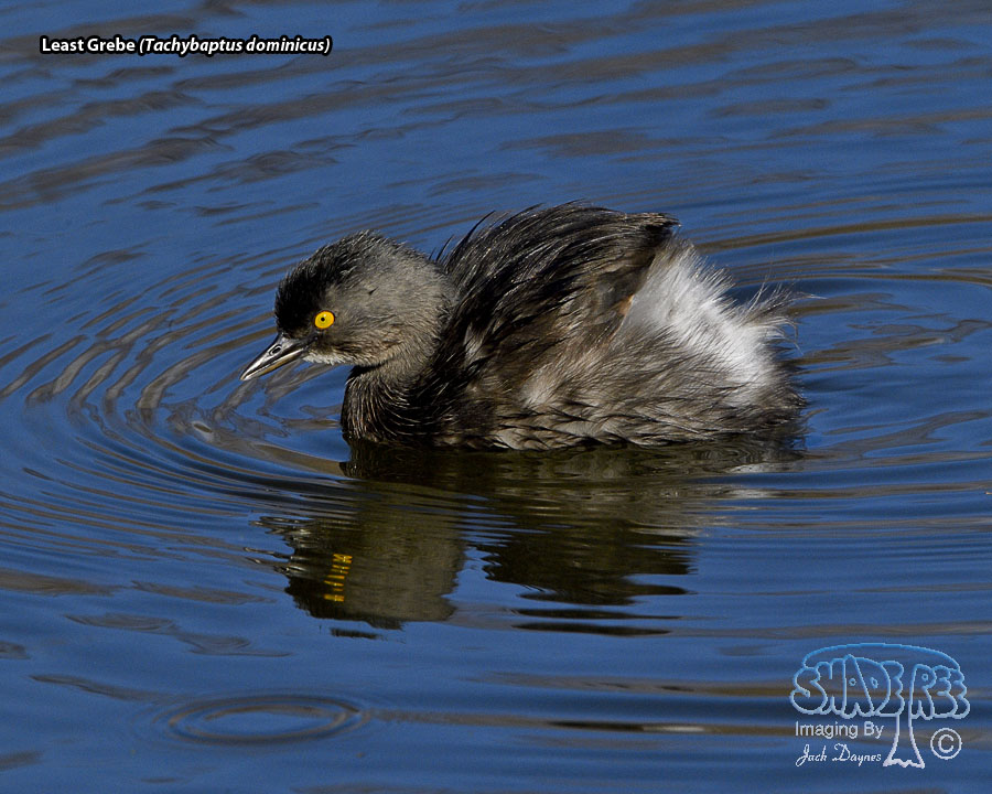 Least Grebe - Tachybaptus dominicus