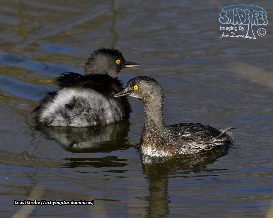 Least Grebe - Tachybaptus dominicus