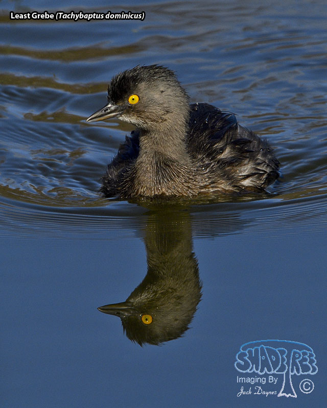 Least Grebe - Tachybaptus dominicus