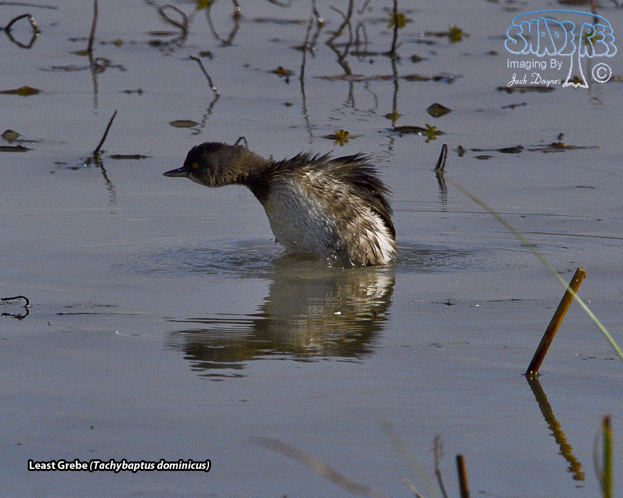 Least Grebe - Tachybaptus dominicus