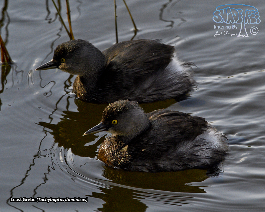 Least Grebe - Tachybaptus dominicus