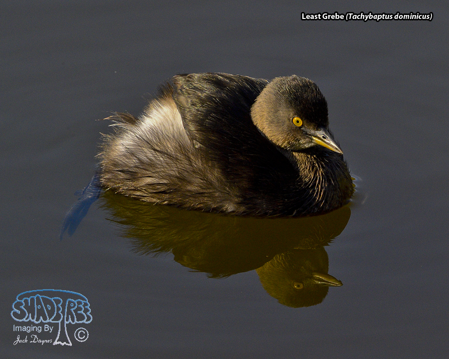 Least Grebe - Tachybaptus dominicus