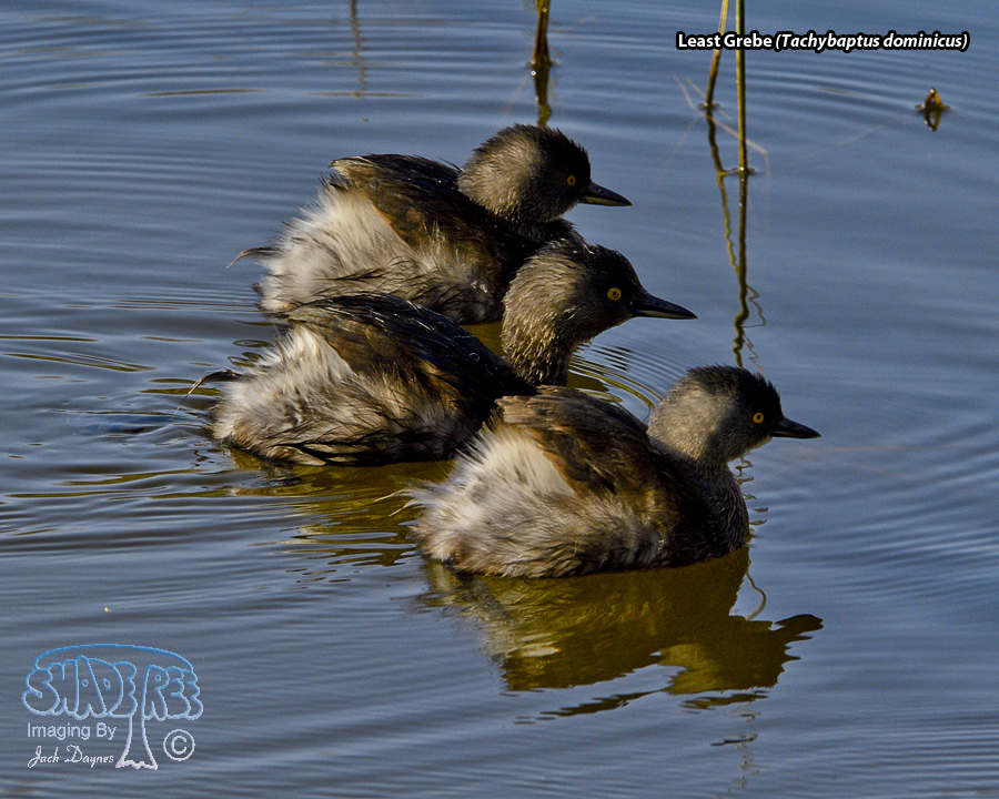 Least Grebe - Tachybaptus dominicus