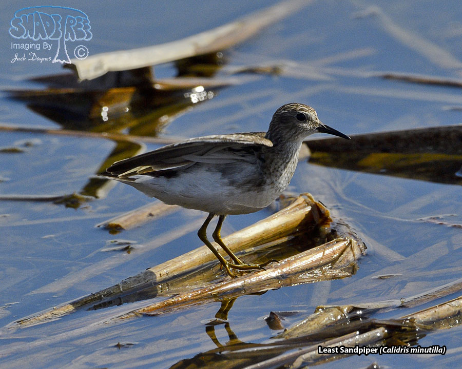 Least Sandpiper - Calidris minutilla