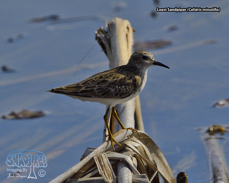 Least Sandpiper - Calidris minutilla