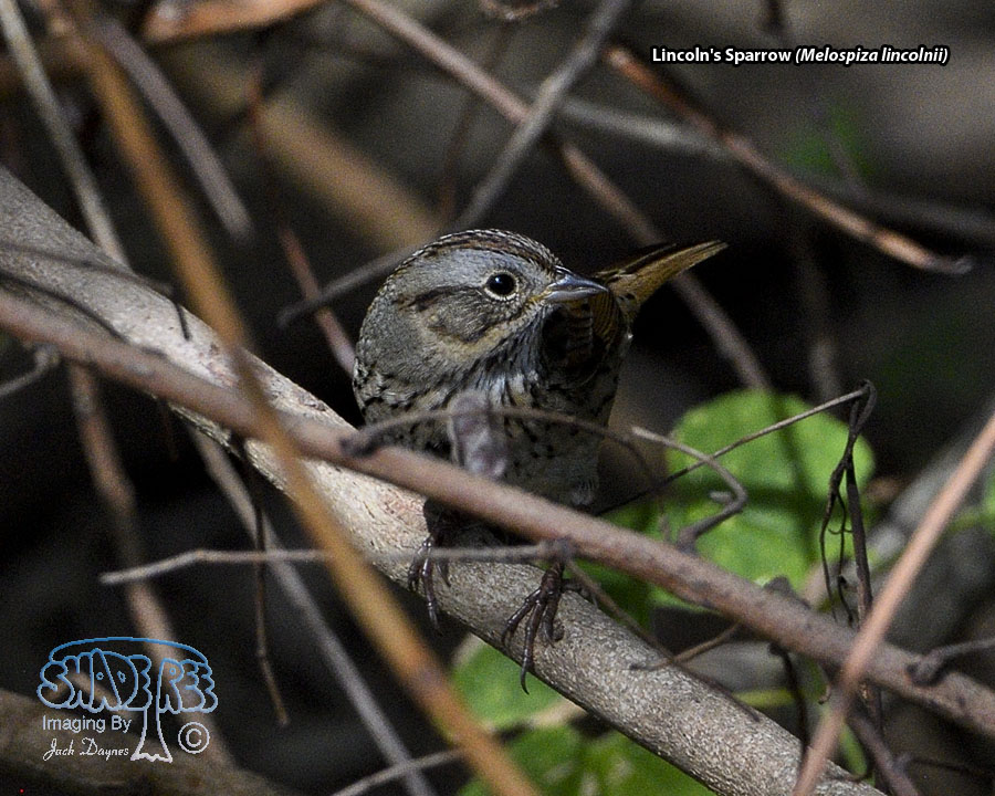 Lincoln's Sparrow - Melospiza lincolnii