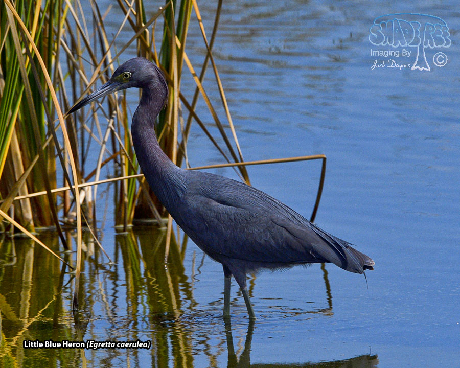 Little Blue Heron - Egretta caerulea