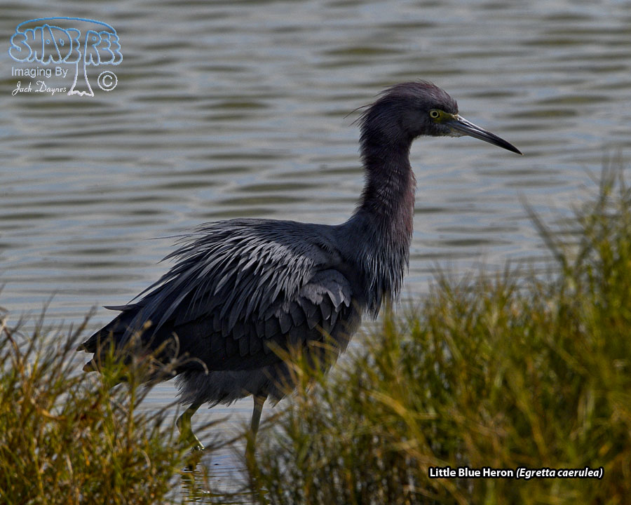 Little Blue Heron - Egretta caerulea