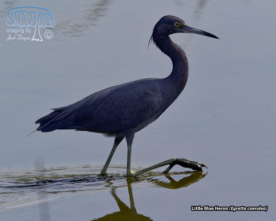 Little Blue Heron - Egretta caerulea