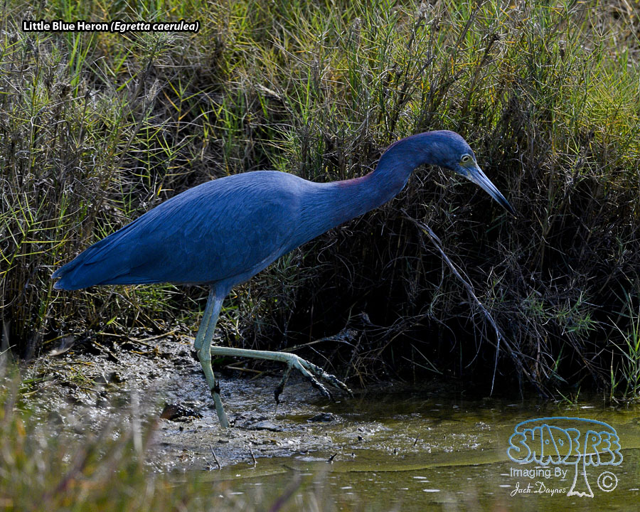 Little Blue Heron - Egretta caerulea