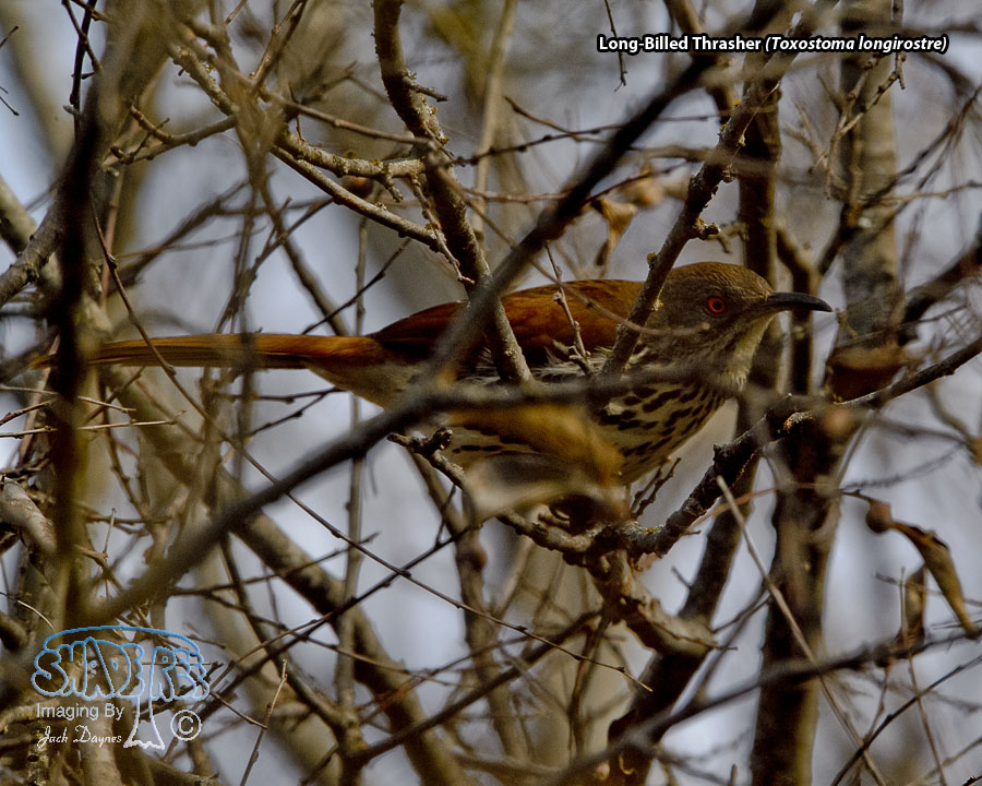 Long-Billed Thrasher - Toxostoma longirostre