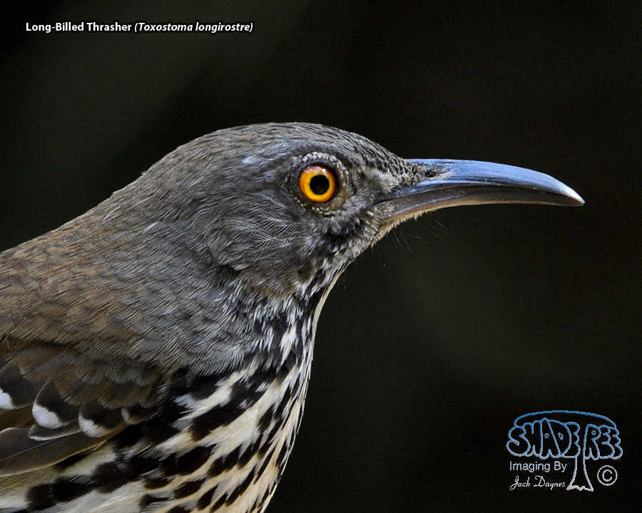 Long-Billed Thrasher - Toxostoma longirostre