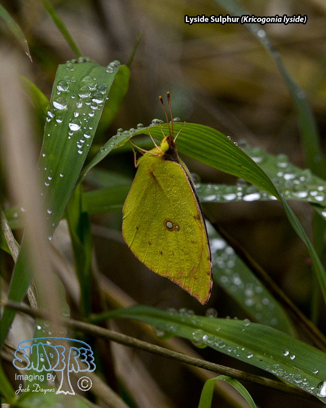 Lyside Sulphur - Kricogonia lyside