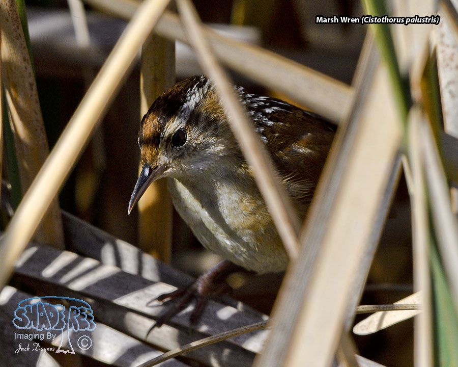 Marsh Wren - Cistothorus palustris