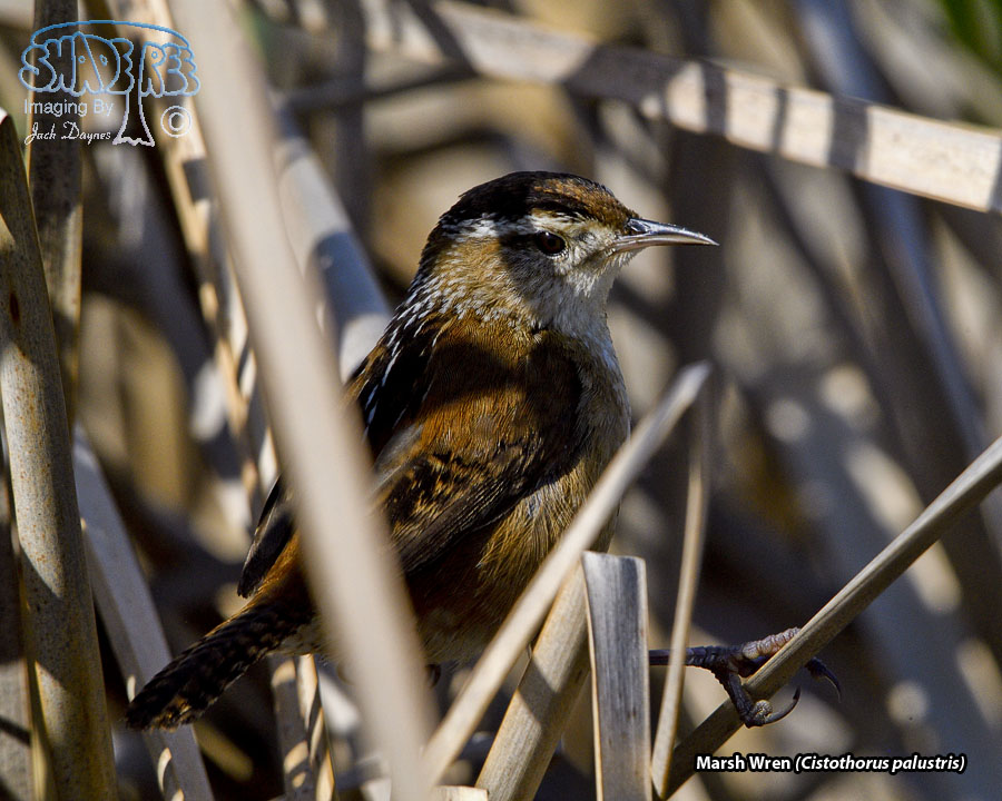 Marsh Wren - Cistothorus palustris