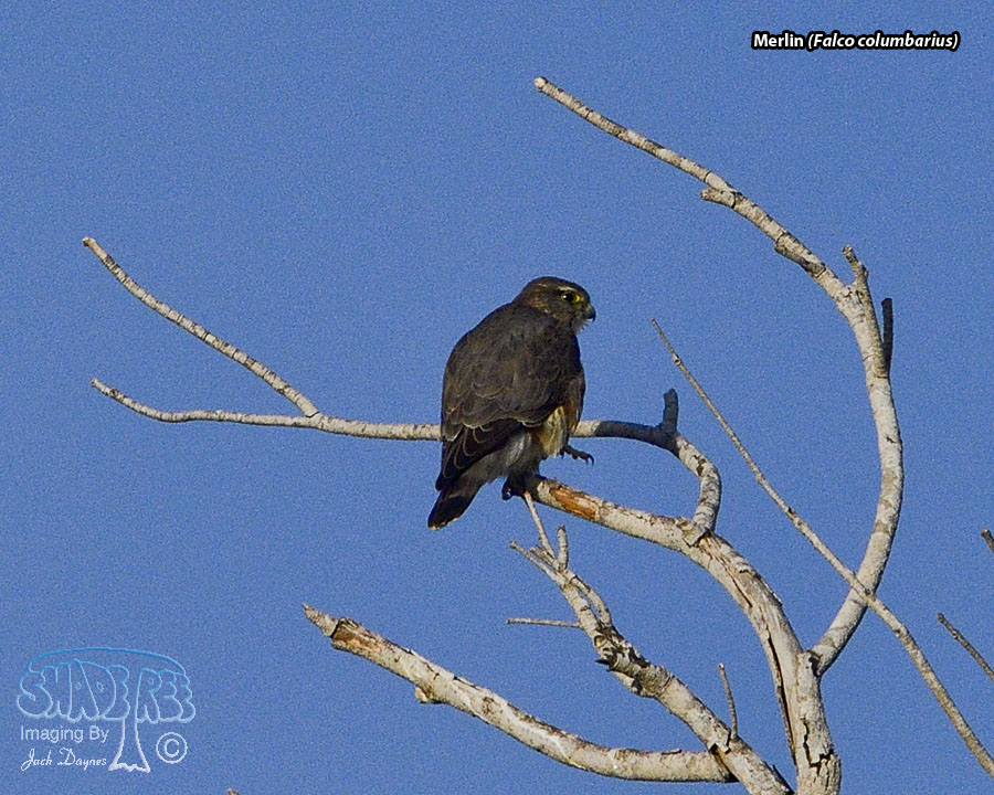 Merlin - Falco columbarius