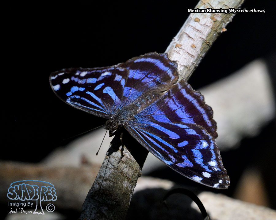 Mexican Bluewing - Myscelia ethusa