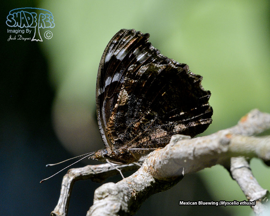 Mexican Bluewing - Myscelia ethusa