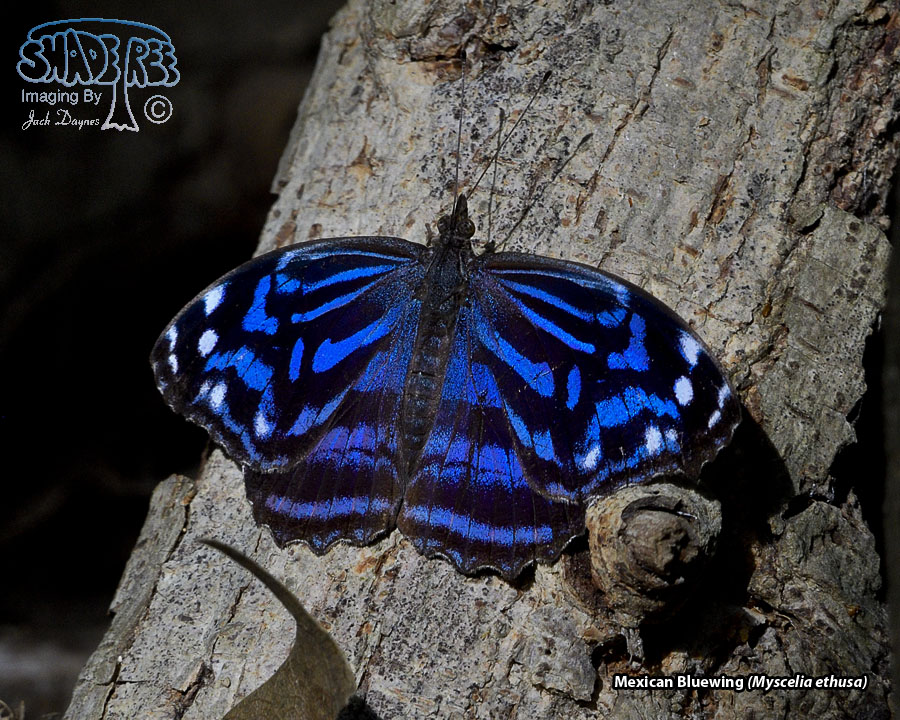 Mexican Bluewing - Myscelia ethusa